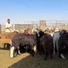 خرفان سواكن ومتوفر رفيدي حبشي