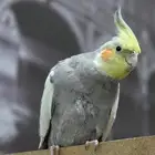 كروان للبيع