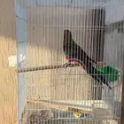 طير روزيلا ذكر تغريد