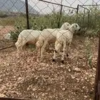 3 خرفان عمر 3-4 شهور