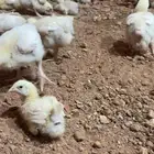 دجاج لاحم العمر اسبوعين ونص تقريبا