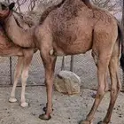 حشو قعدان للبيع