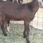 تيوس
