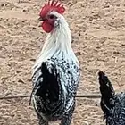 ديك ديكين فيومي