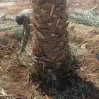 نخل للبيع نخيل اشجار نخيل عربي مثمر