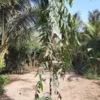 شجرة اشوكا شجر زينه شجره