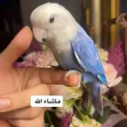 للبيع ببغاء الروز الأليف مناسب للأطفال