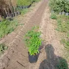 اشجار و شجيرات بأسعار الجملة