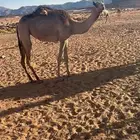 بكرة للبيع