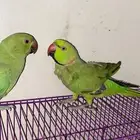 بغبغاء دره هندي للبيع