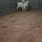 تيس عارضي ابيض
