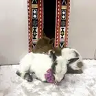 تيوس قزميه تشيكيه