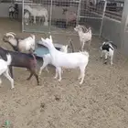 للبيع مجوعه غنم