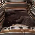 قطط