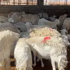 غنم حري