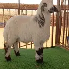 حري مهجن شحممم