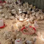 صوص بلدي للبيع