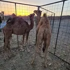 قعدان العدد 2