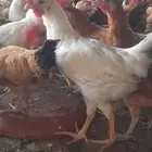 ديكة للبيع