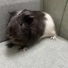 وبر للبيع مع ملحقاته