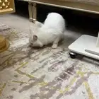 قط ذكر