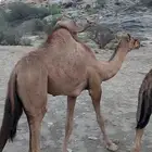 بكره لبانيه العمر 7شهور الخد 4000