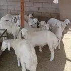 طليان للبيع جمله وتفريق