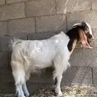 للبيع تيس
