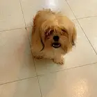 زوج كلاب مالتيز قزم منتج