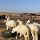 ذبايح سواكن مرابي