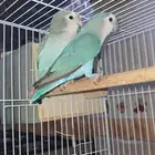 ببغاء روز