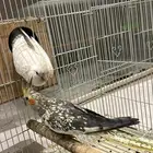 للبيع جوز كروان