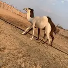 بكار طبيه. طبيه.