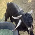 تيس ثني عارضي للبيع سيم 1500