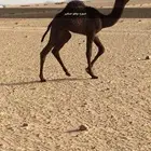 بعير فحل  للبيع
