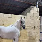 حصان اصفر واهو