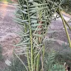 اصناء كعيمر وبرني للبيع
