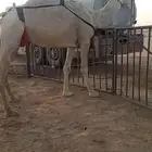 للبيع عشرا