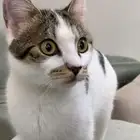 قطه ضايعه من العيد الروابي اللي يحصلها له مكافأه قسم بالله