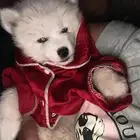 الاسكى عمره شهر أنثى بيور