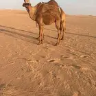 للبيع خلفه صفراء كفو تحتها بكره مزيونه دبيانيه
