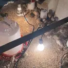 صوص سمان العمر 15 يوم