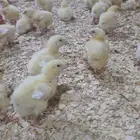 صوص لاحم فرز اول