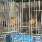 فروخ كناري (الخرج)