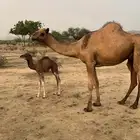 بكره بكر و مدني مشروطه من كل العيوب