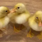 بطات للبيع
