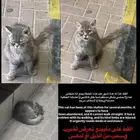 قط يحتاج انقاذ محطه الارقام علا الصور