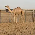 هجن فطيم كفو وطيبه جاهز لربط