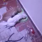 قطط للتبني العاجل