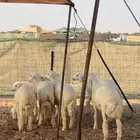 بهم حري من 3 شهور الي 4 شهور